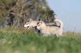 ALASKAN MALAMUTE 129